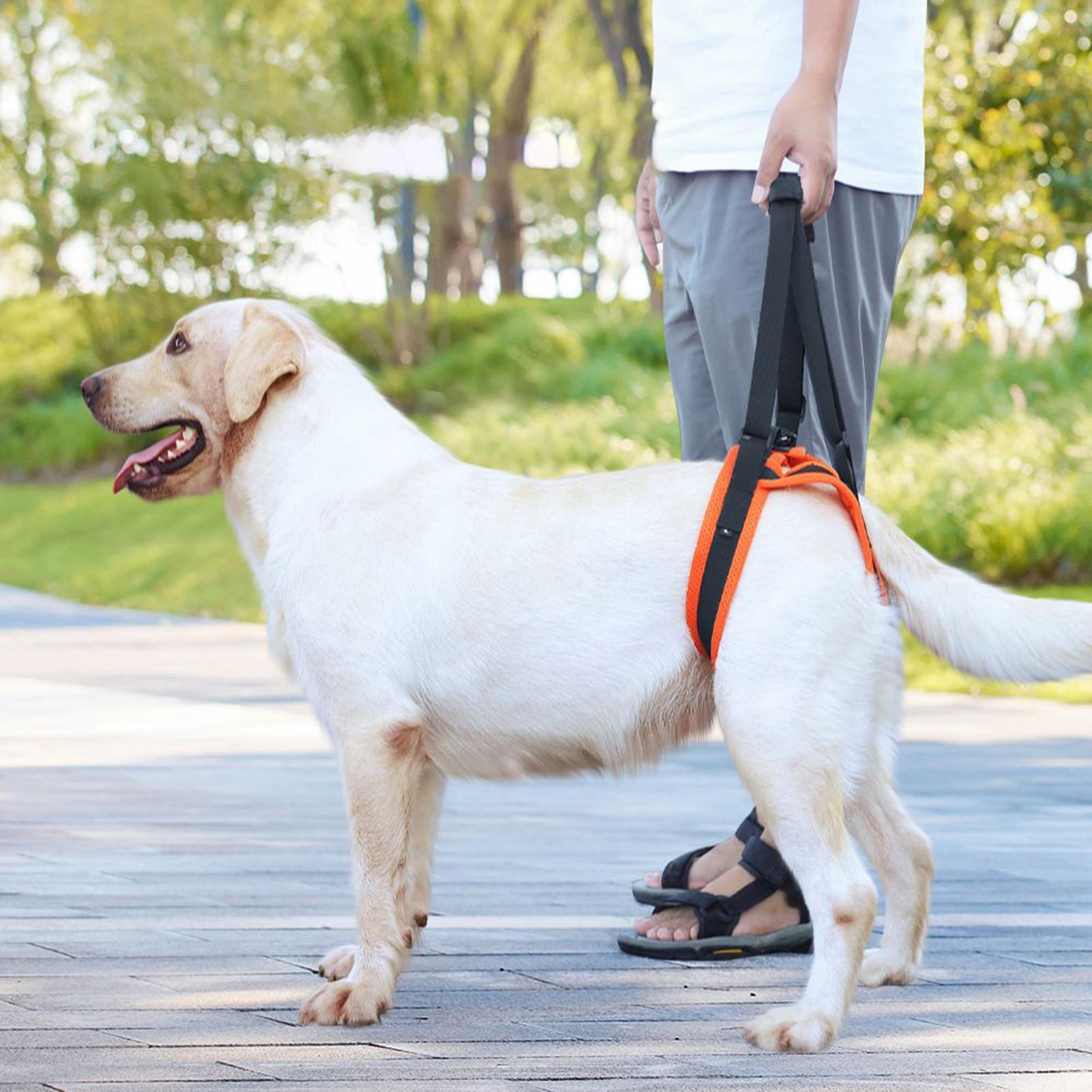 Dog Lift Harness Adjustable St - Ladder Toss Set recensione e prezzo
